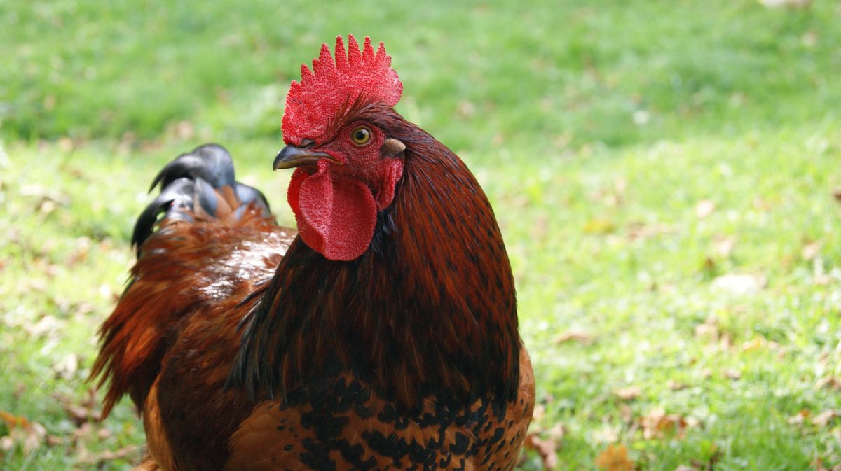 Coq