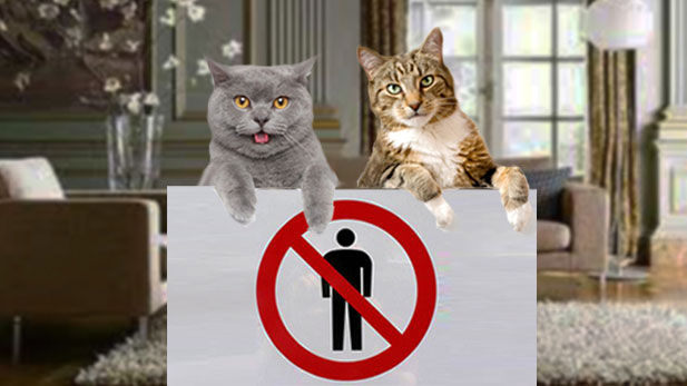 demancatz1_Slide.jpg