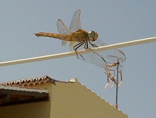 Libélula descansando en un tendedero de la ropa