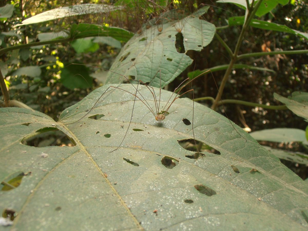 Spiders on a leave