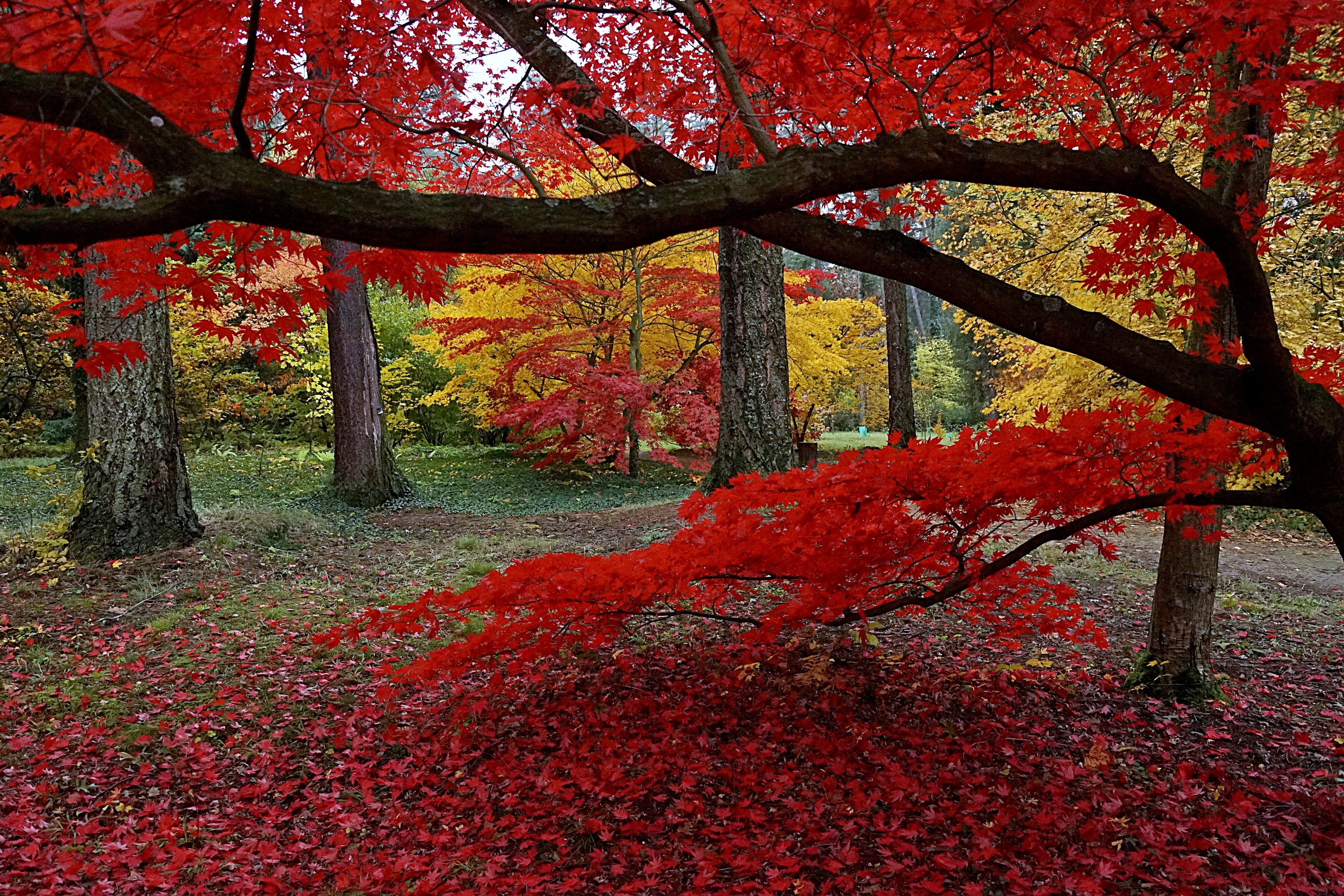 Arboretum