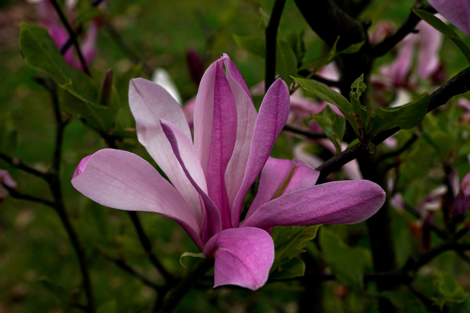 Magnolia