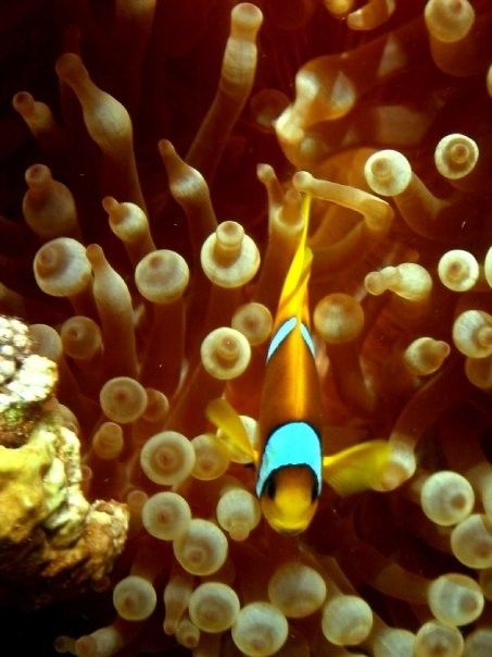 Nemo.jpg Nemo.jpg