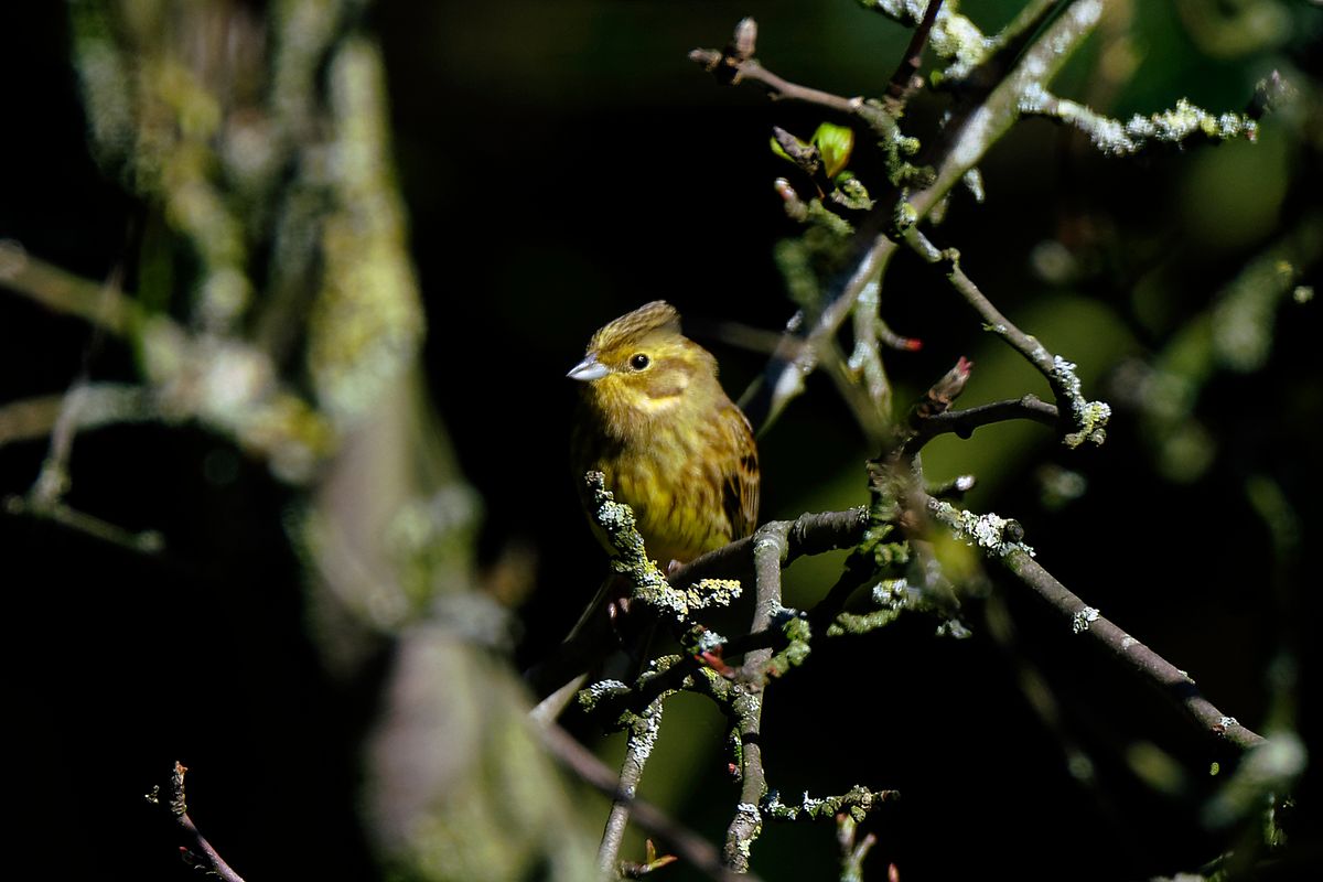 Dieses Bild gehört zum Forumsbeitrag : https://community.sony.de/t5/termine-treffen-off-topic/im-bann-der-covid-19-pandemie-wildlife-im-garten-und-vor-der/td-p/2753352    ( Diese Aufnahme entstand in APS-C / Super 35mm Modus, mit 900mm / Äquivalent zu 35 mm )