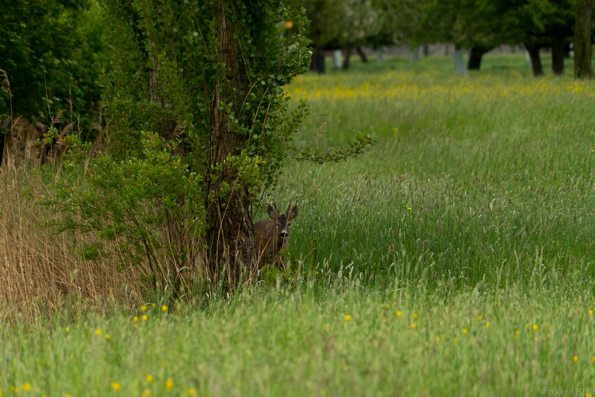 Ein Rehbock, habe ihn vom Wohnzimmer aus gesehen und musst gleich ein Foto machen!