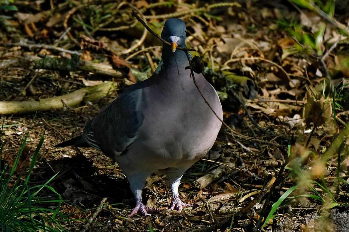 Bild für Forumsbeitrag : https://community.sony.de/t5/termine-treffen-off-topic/im-bann-der-covid-19-pandemie-wildlife-im-garten-und-vor-der/td-p/2753352 ( Diese Aufnahme entstand in APS-C / Super 35mm Modus, mit 900mm / Äquivalent zu 35 mm )