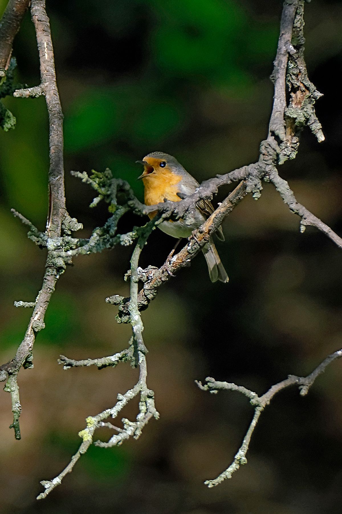 Das Rotkehlchen (Erithacus rubecula)