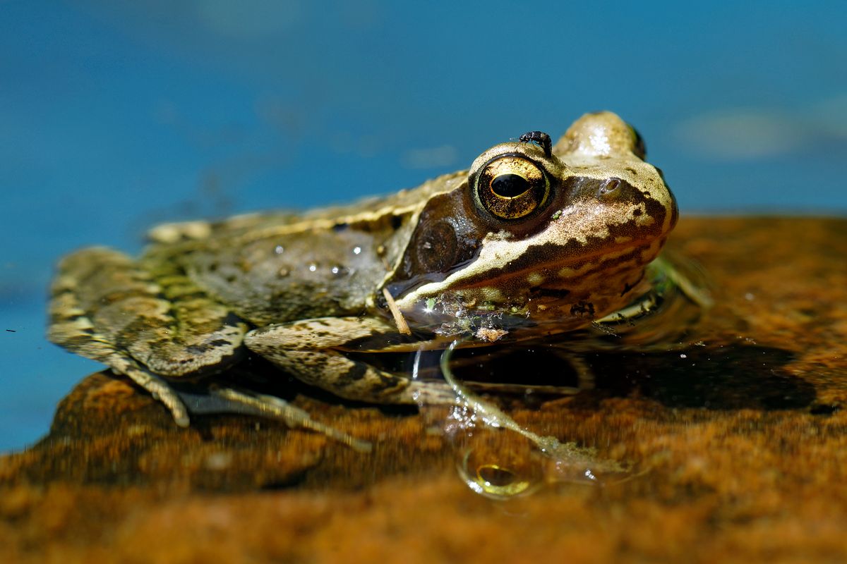 Der Grasfrosch wurde 2018 zum Lurch des Jahres gekürt.