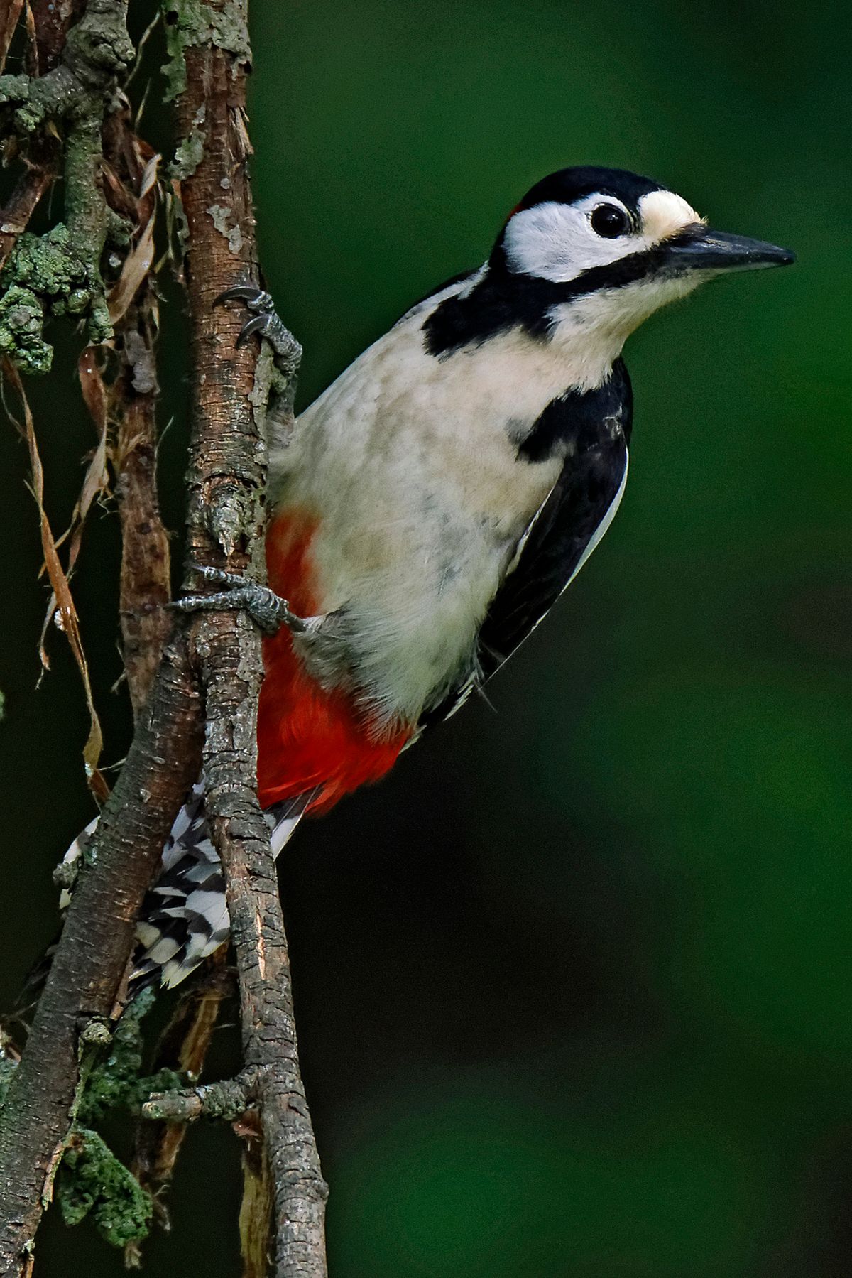 Buntspecht (Dendrocopos major)