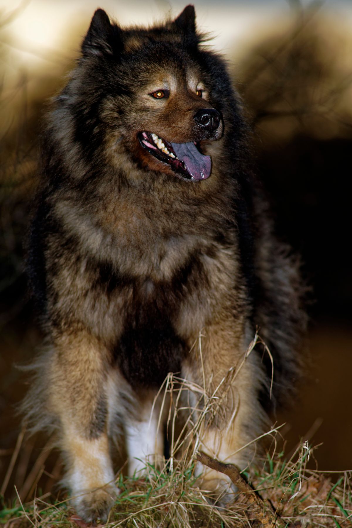 Der Eurasier ist Cayro von der Grafschaft Sayn. Exif : α99II, Brennweite 300mm, 1/125s, F 5.6, ISO 125, freihändig mit Blitzlicht. Warum das Bild irgendwie flau wirkt, weiß ich eigentlich nicht ? Eventuell hatte meine Kamera wieder ihre "Tage" gehappt. So führt manchmal, vermutlich ein zu Langsames oder Zeitversetztes auslesen des Sensors, scheinbar zu verwackelten, verschwommen, unscharfen Bildern!