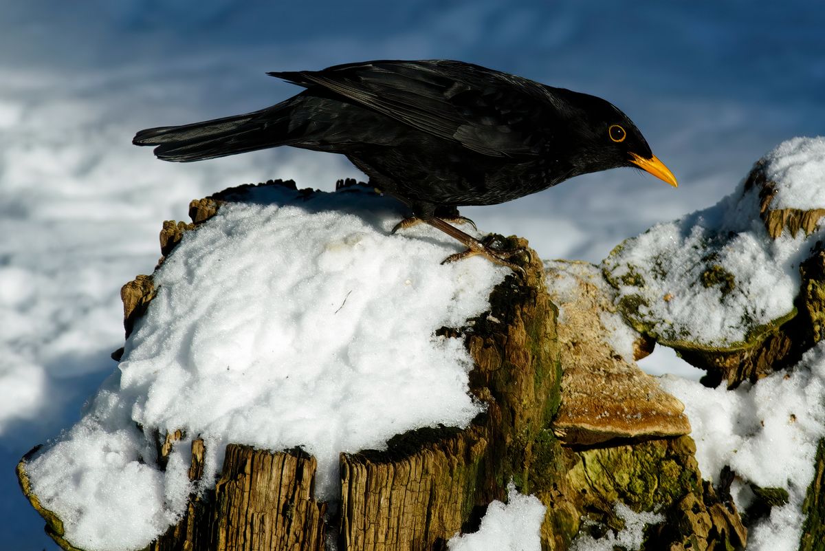 Das Amsel Männchen oder Schwarzdrossel, lässt sich anhand seines schwarzen Federkleid, gut von den Weibchen unterscheiden.