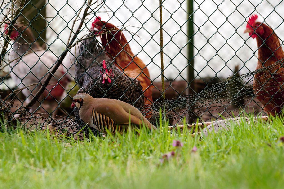 Das Steinhuhn hat unsere Haushühner gefunden, das von diesen sehr kritisch beobachtet wird.