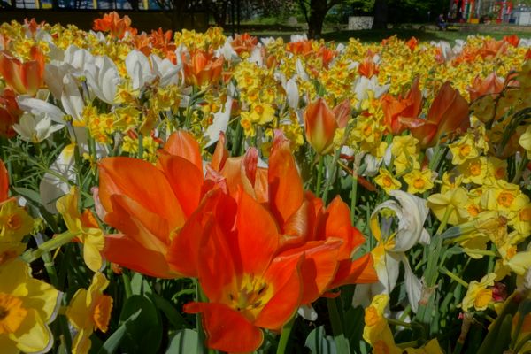 Tulpen.JPG