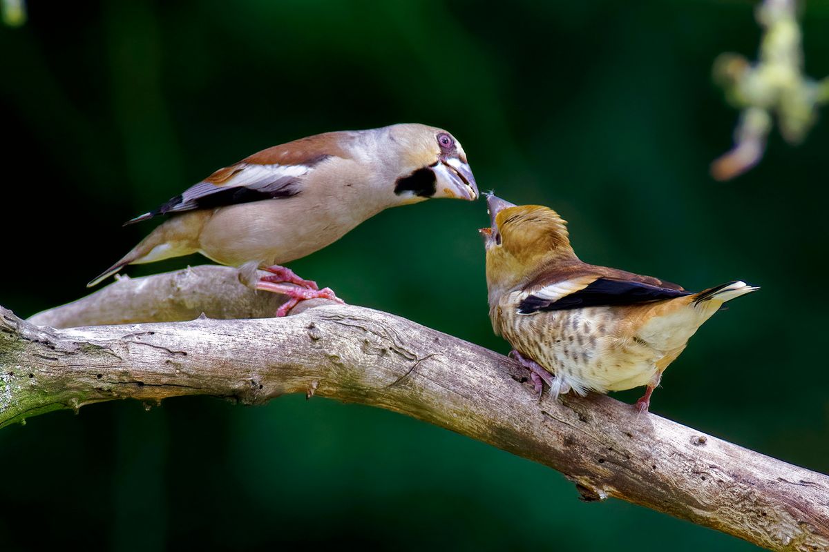 Ein Kernbeißer Jungvogel wird gefüttert / Part 3