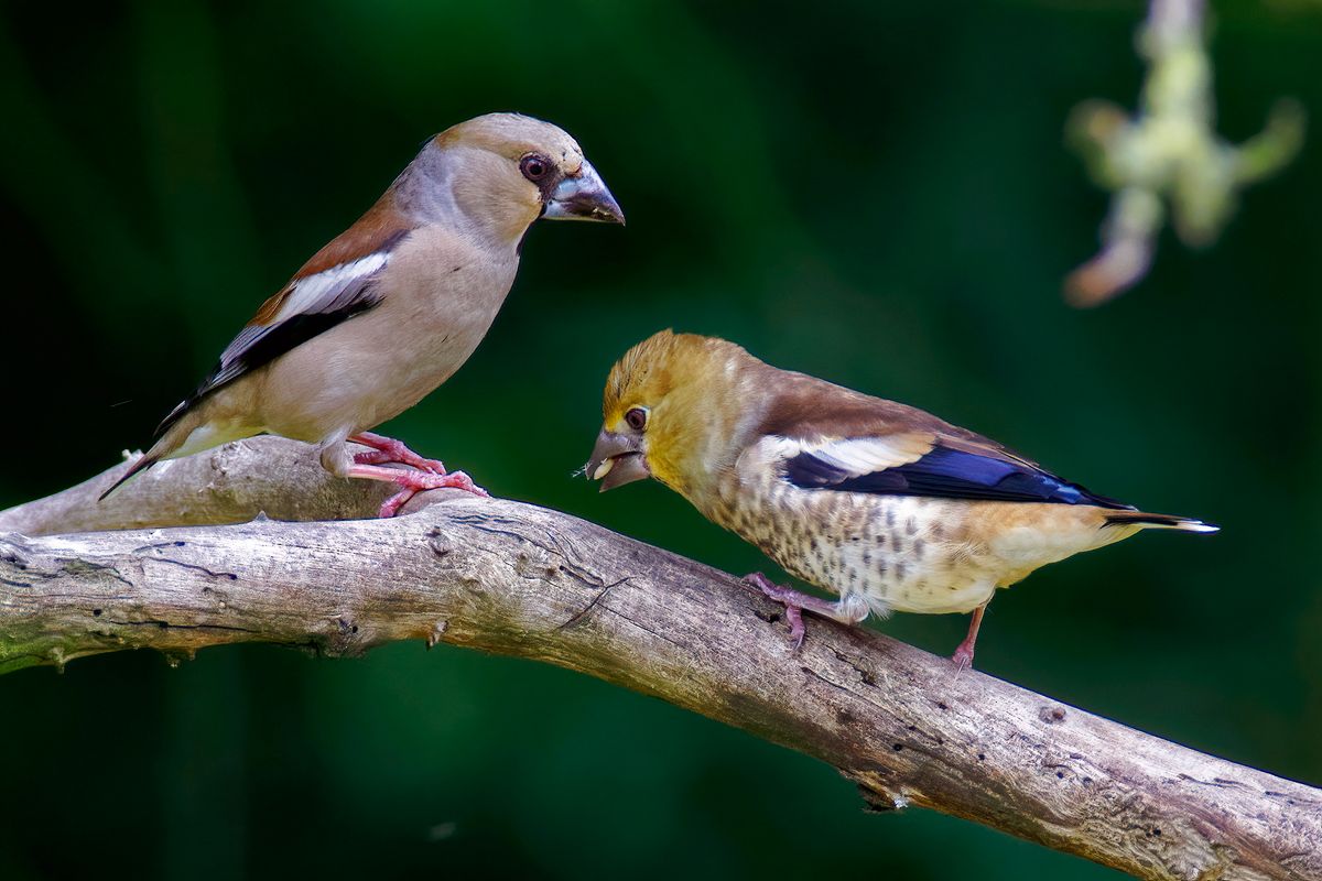 Ein Kernbeißer Jungvogel wird gefüttert / Part 4