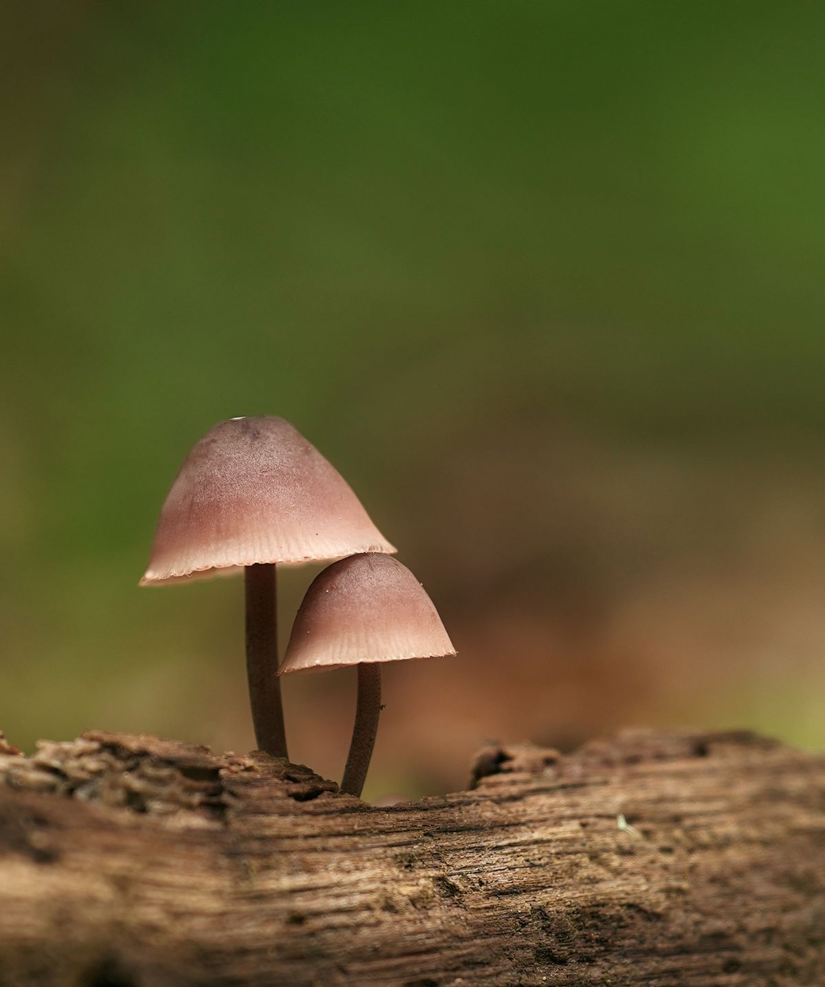 Herfst