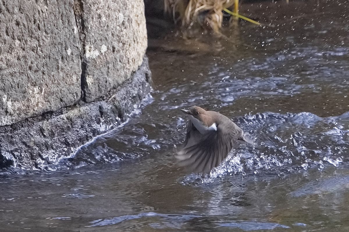 Wasseramsel steigt nach dem Tauchgang auf