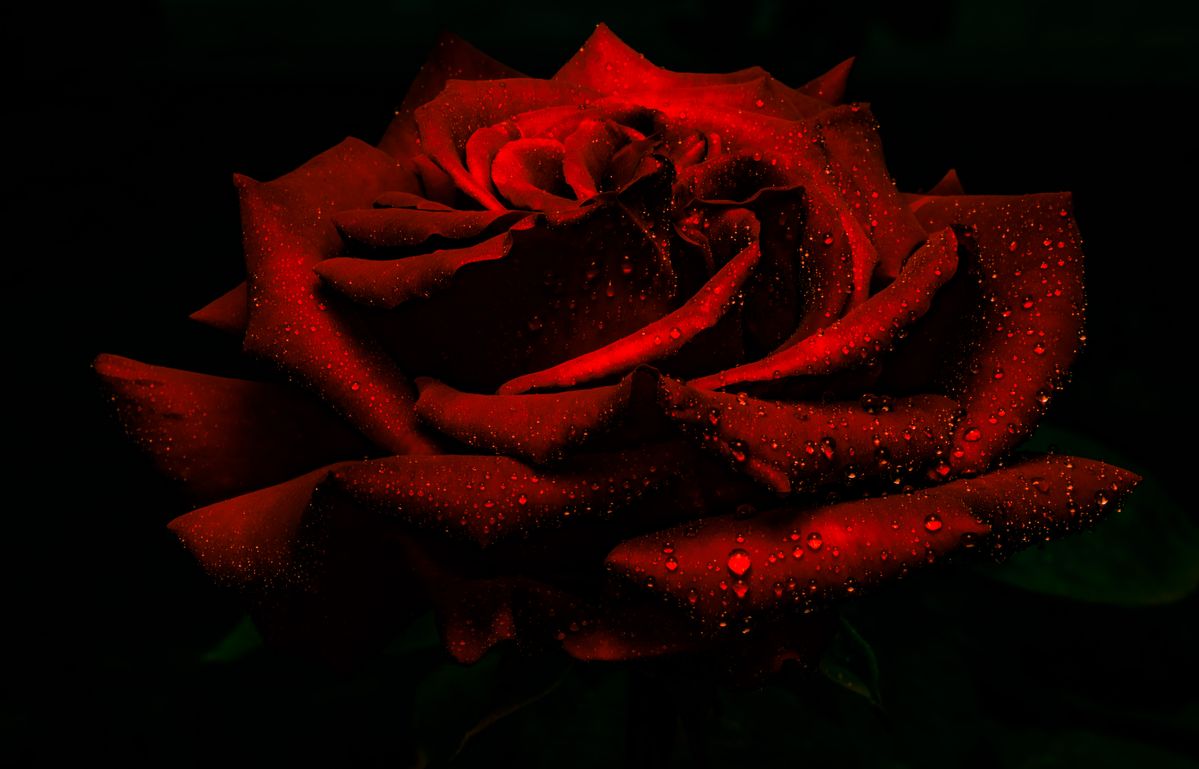 After the rain beautiful Rose.